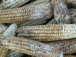 7-Aflatoxin-Contaminated-Maize–Kenya-2004